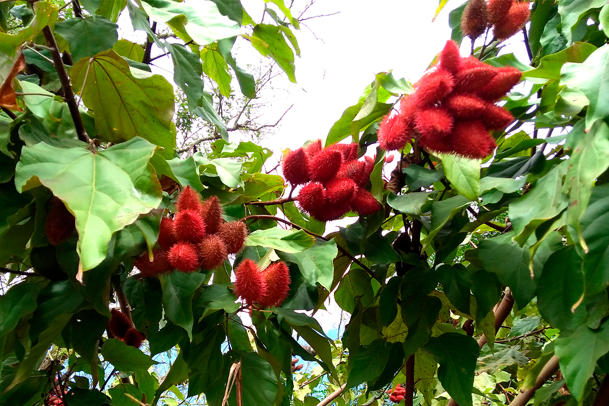 Annatto in Mexico