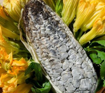 Huitlacoche comida mexicana 1200x848 de tamano grande 360x320